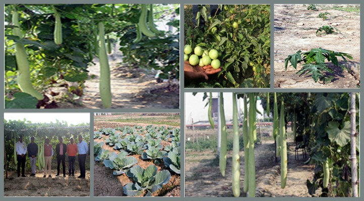 Faculty of Agriculture & Allied industries