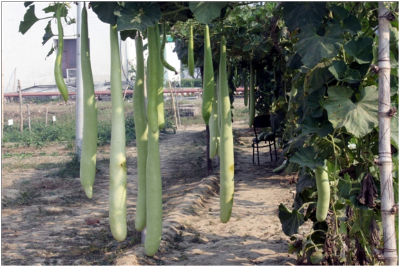 Bottle Gourd