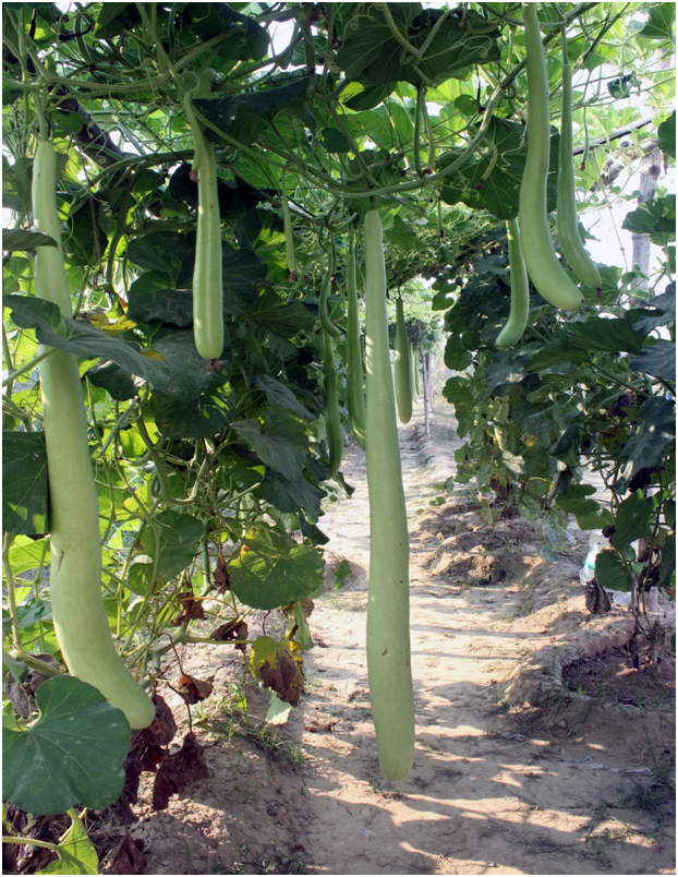Bottle Gourd