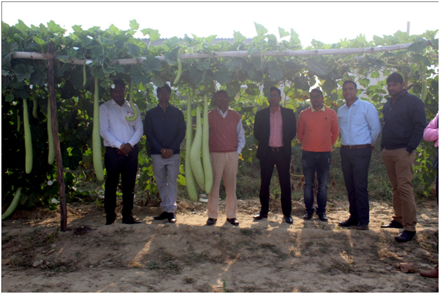 Bottle Gourd