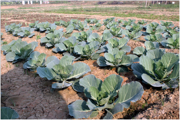 Cabbage