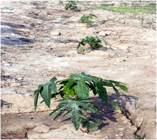 Papaya