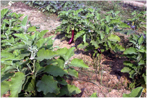Brinjal